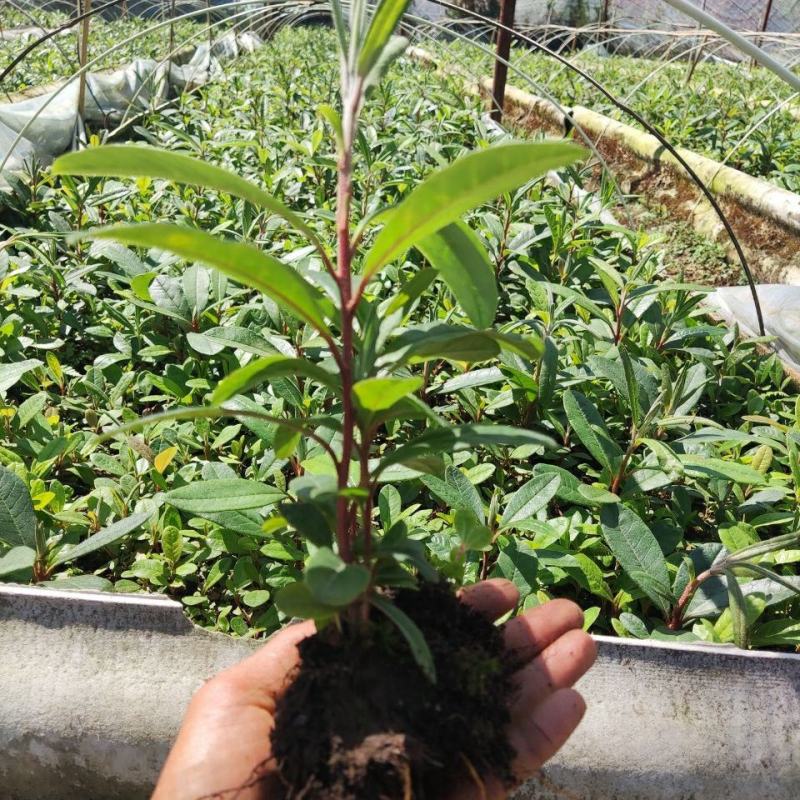 高山杜鹃马缨花苗云南大红花庭院绿植盆景盆栽苗木基地直发