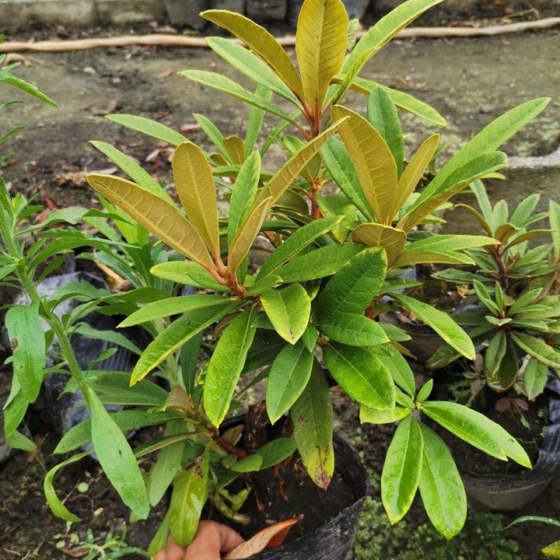 高山杜鹃马缨花苗云南大红花庭院绿植盆景盆栽苗木基地直发