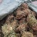 鸡骨草本地7月份新货无硫磺纯生大部分有叶特级青绿省内包