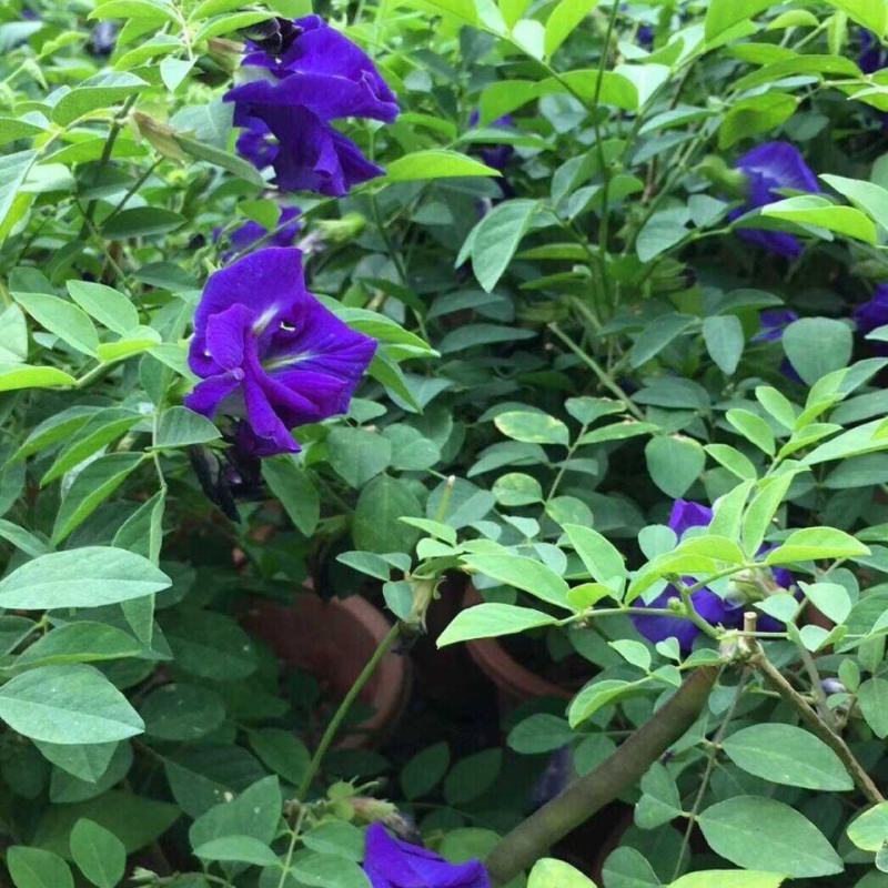 四季开花不断阳台盆栽蝶豆花苗食用花茶蓝蝴蝶花庭院植物攀爬