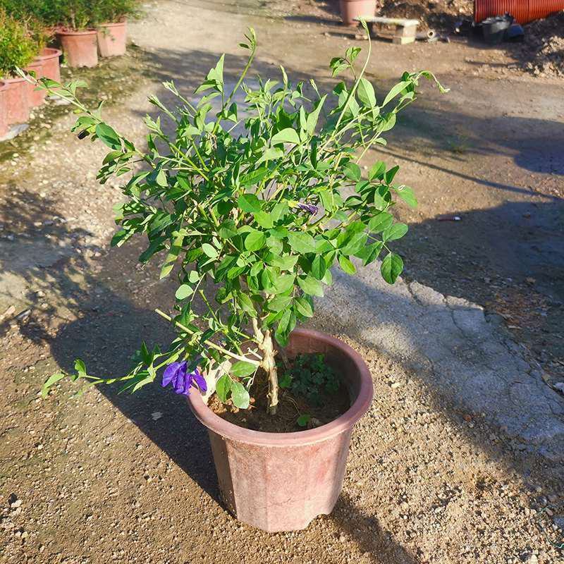 四季开花不断阳台盆栽蝶豆花苗食用花茶蓝蝴蝶花庭院植物攀爬
