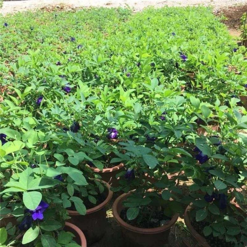 四季开花不断阳台盆栽蝶豆花苗食用花茶蓝蝴蝶花庭院植物攀爬