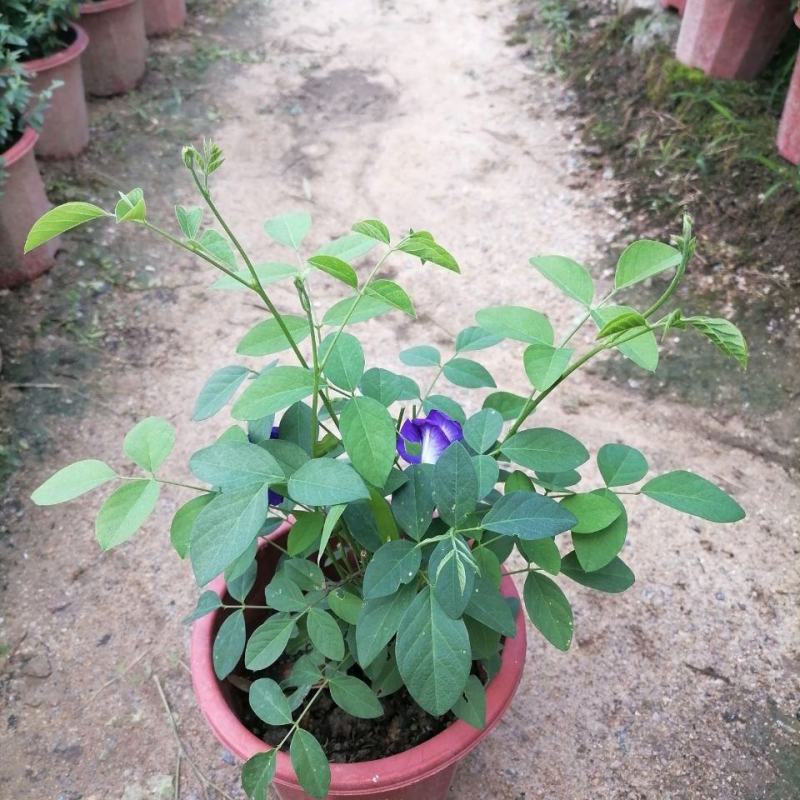 四季开花不断阳台盆栽蝶豆花苗食用花茶蓝蝴蝶花庭院植物攀爬