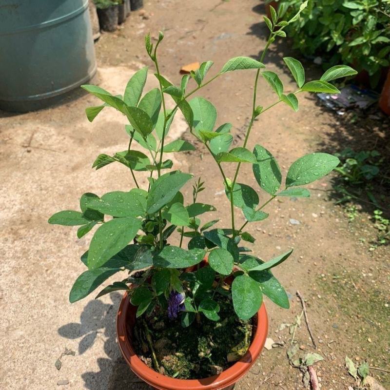 四季开花不断阳台盆栽蝶豆花苗食用花茶蓝蝴蝶花庭院植物攀爬