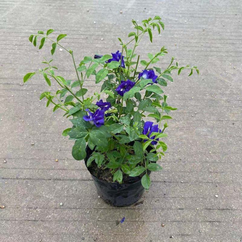 四季开花不断阳台盆栽蝶豆花苗食用花茶蓝蝴蝶花庭院植物攀爬