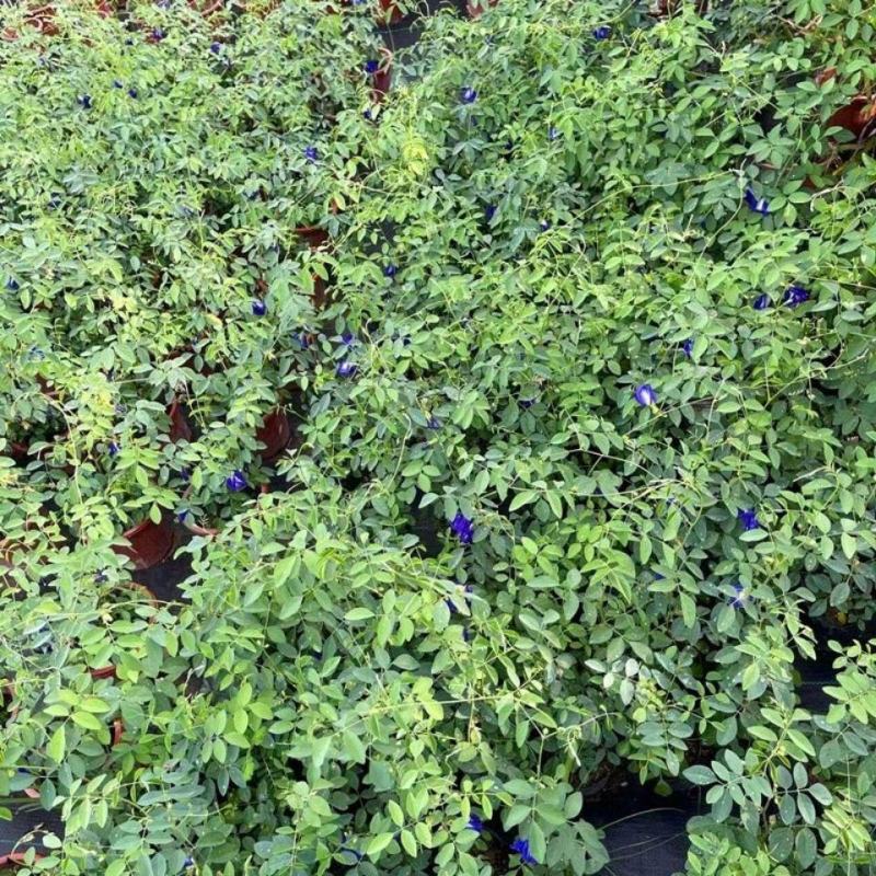 四季开花不断阳台盆栽蝶豆花苗食用花茶蓝蝴蝶花庭院植物攀爬