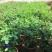 四季开花不断阳台盆栽蝶豆花苗食用花茶蓝蝴蝶花庭院植物攀爬