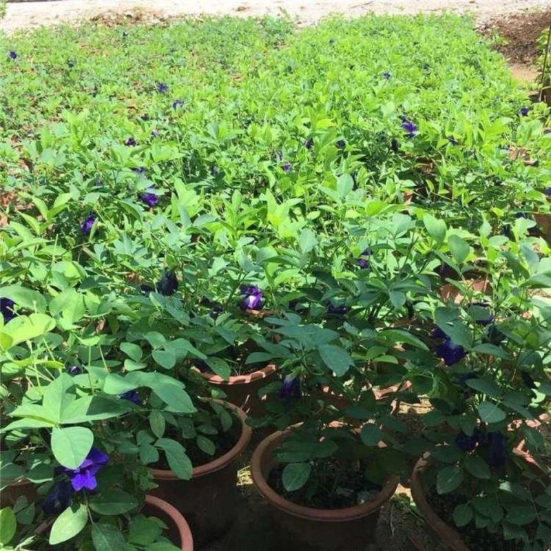 四季开花不断阳台盆栽蝶豆花苗食用花茶蓝蝴蝶花庭院植物攀爬