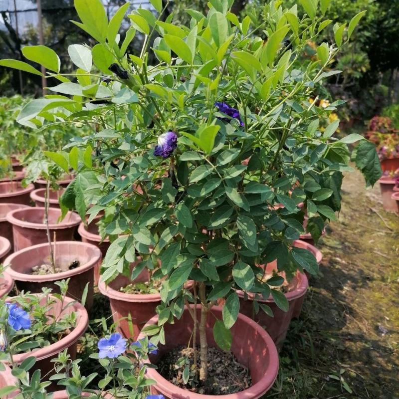 四季开花不断阳台盆栽蝶豆花苗食用花茶蓝蝴蝶花庭院植物攀爬