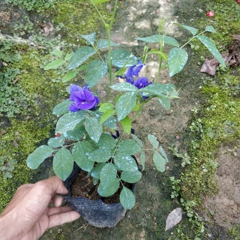 四季开花不断阳台盆栽蝶豆花苗食用花茶蓝蝴蝶花庭院植物攀爬
