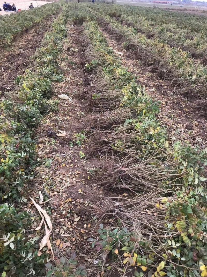 可食用玫瑰苗丰花一号平阴玫瑰，绿化玫瑰苗