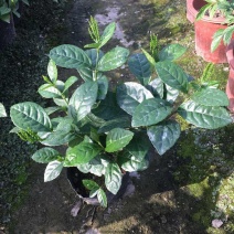 珠兰花室内卧室养殖花苗园林盆栽黄花珠兰四季开花防辐射花期