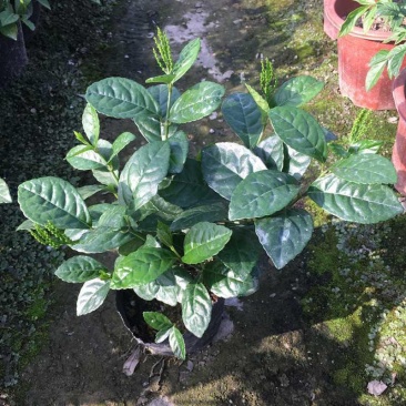 珠兰花室内卧室养殖花苗园林盆栽黄花珠兰四季开花防辐射花期