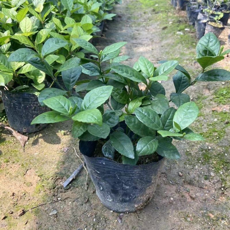 珠兰花室内卧室养殖花苗园林盆栽黄花珠兰四季开花防辐射花期