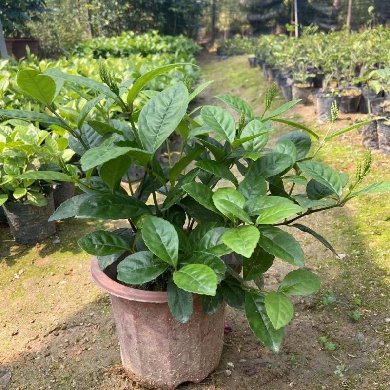 珠兰花室内卧室养殖花苗园林盆栽黄花珠兰四季开花防辐射花期