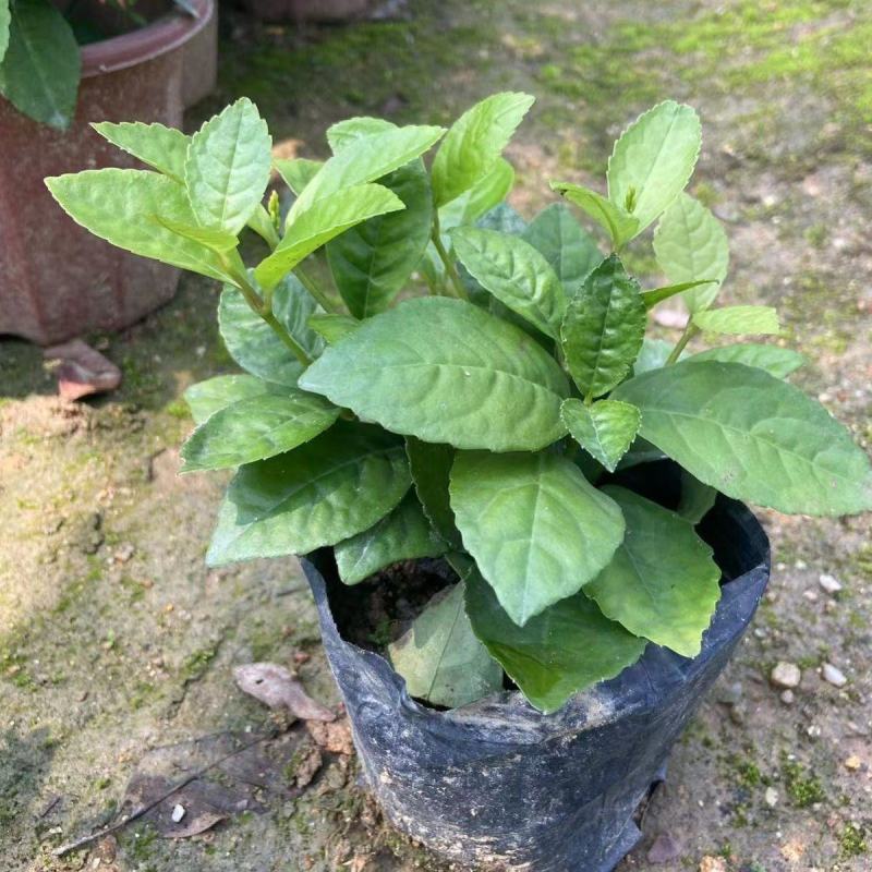 珠兰花室内卧室养殖花苗园林盆栽黄花珠兰四季开花防辐射花期