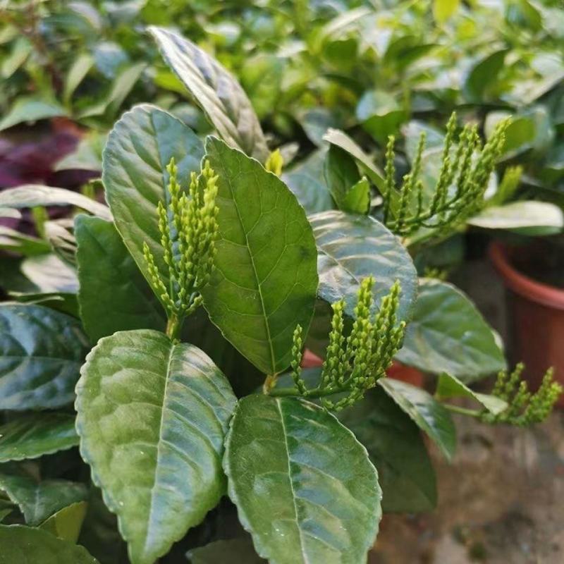 珠兰花室内卧室养殖花苗园林盆栽黄花珠兰四季开花防辐射花期