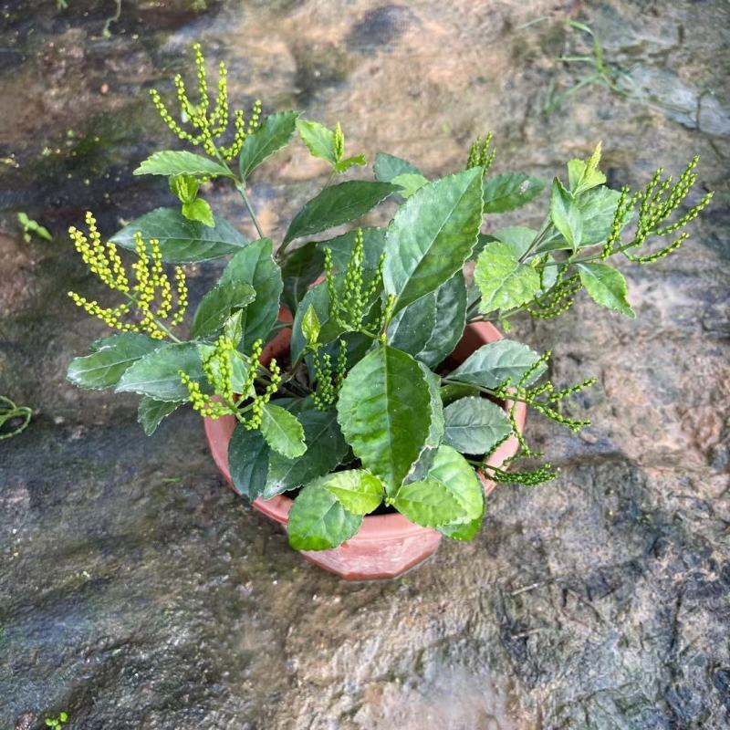 珠兰花室内卧室养殖花苗园林盆栽黄花珠兰四季开花防辐射花期