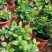 珠兰花室内卧室养殖花苗园林盆栽黄花珠兰四季开花防辐射花期