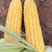 水果玉米大量供应，电商超市市场都可供应，质量保障