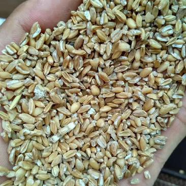 碎小麦养殖使用节约养殖成本喜欢的联系
