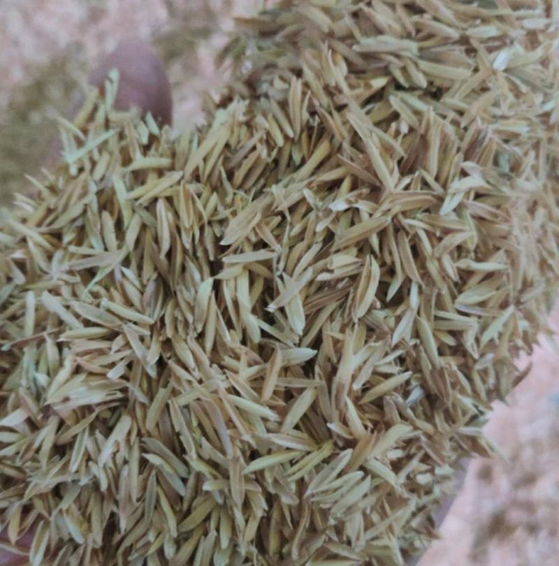统糠！桂林市厂家直新鲜稻谷加工1.0！2.0统糠大量有售
