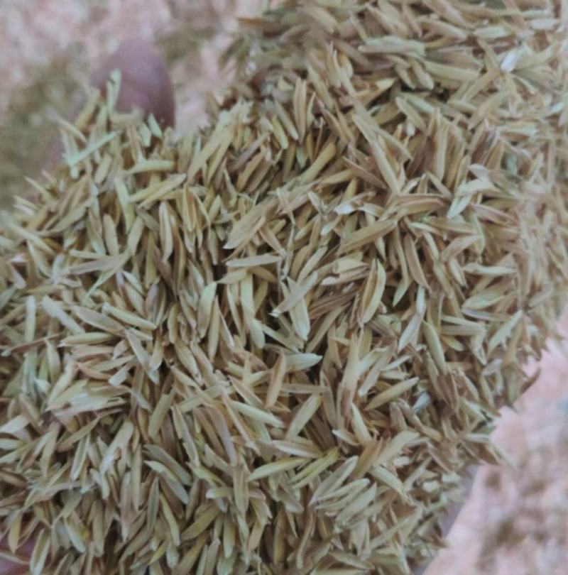 广西桂林市厂家直销，统糠，混合糠，稻壳长期有货‘