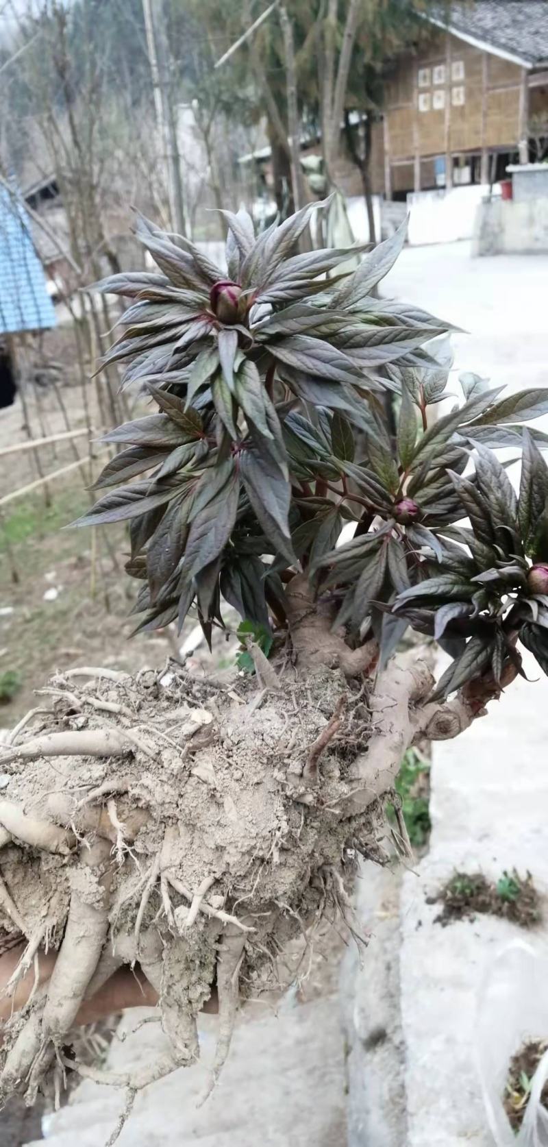 芍药苗