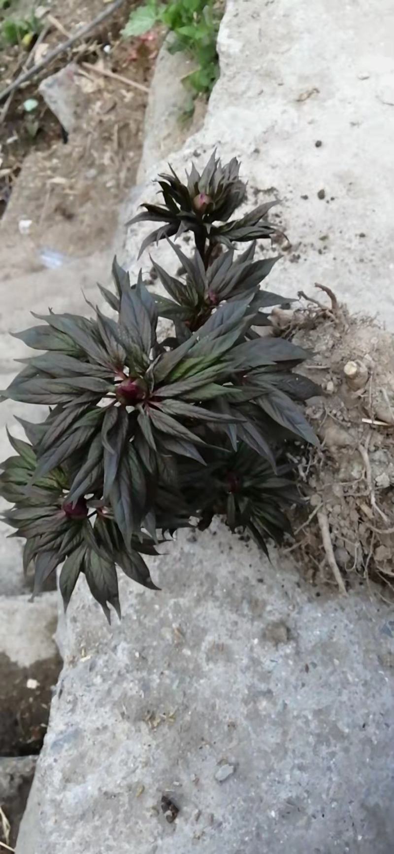 芍药苗