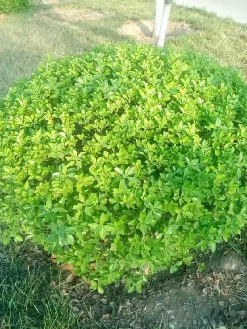 扶芳藤1~2