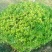 扶芳藤1~2