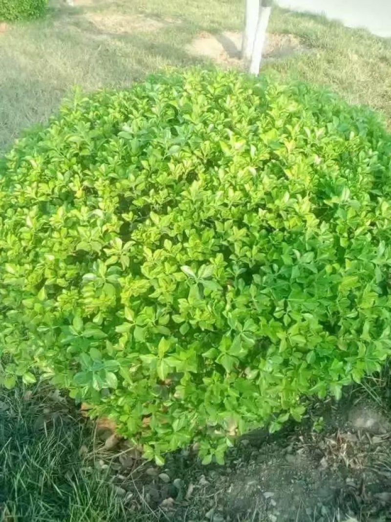 扶芳藤1~2