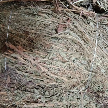 无根仙鹤草，颜色青绿1，质量满意，