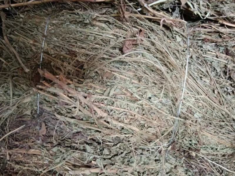 无根仙鹤草，颜色青绿1，质量满意，