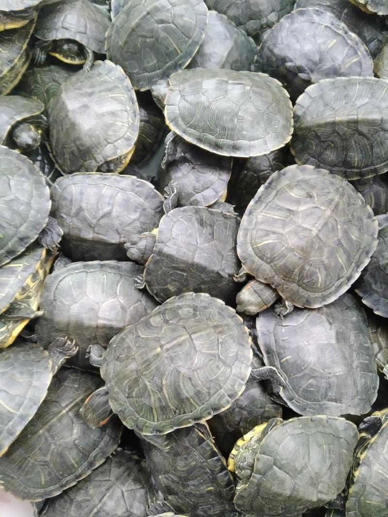 外塘养殖巴西龟，规格齐全，自家养殖场，大量出货中