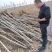 白蜡小苗大量供应。价格便宜。上货快，杜绝忽悠