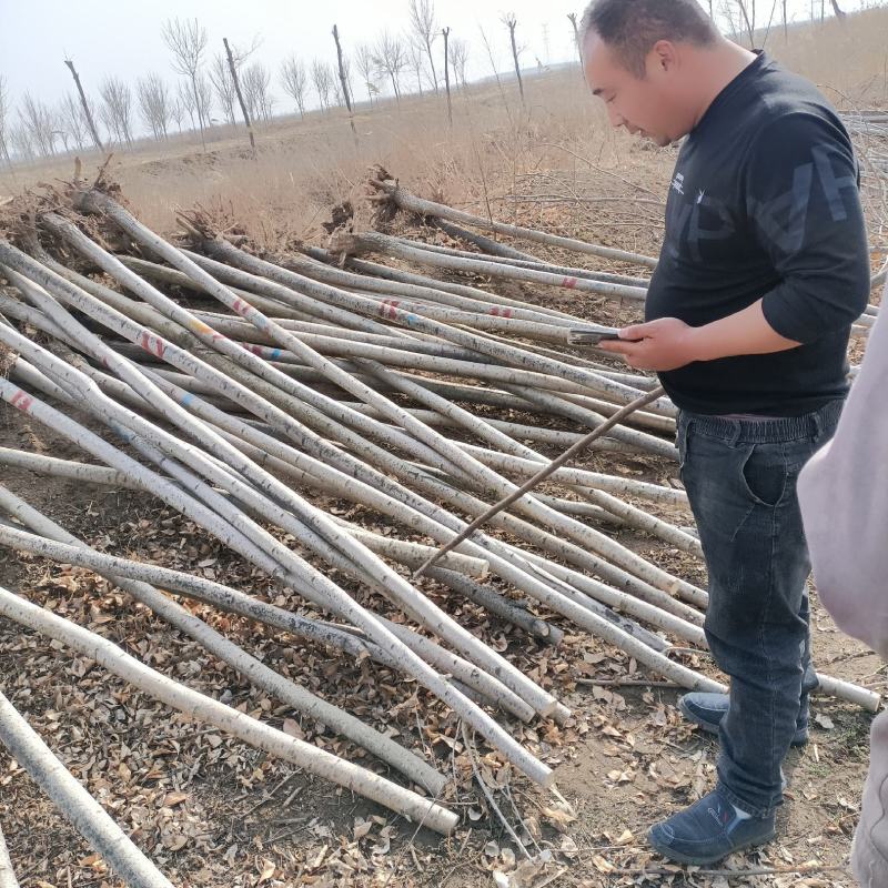 白蜡小苗大量供应。价格便宜。上货快，杜绝忽悠
