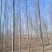 12公分白蜡大量供应，万亩白蜡基地，上货快，欢迎实地考察