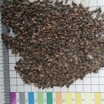 苘麻子青麻子椿麻塘麻青麻白麻车轮草茼麻子包邮