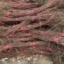 精品密汁葡萄苗山葡萄苗贝达葡萄苗北冰红葡萄苗