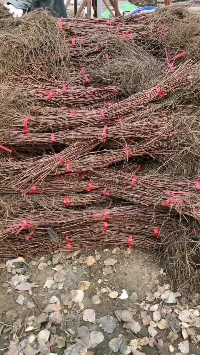 精品密汁葡萄苗山葡萄苗贝达葡萄苗北冰红葡萄苗