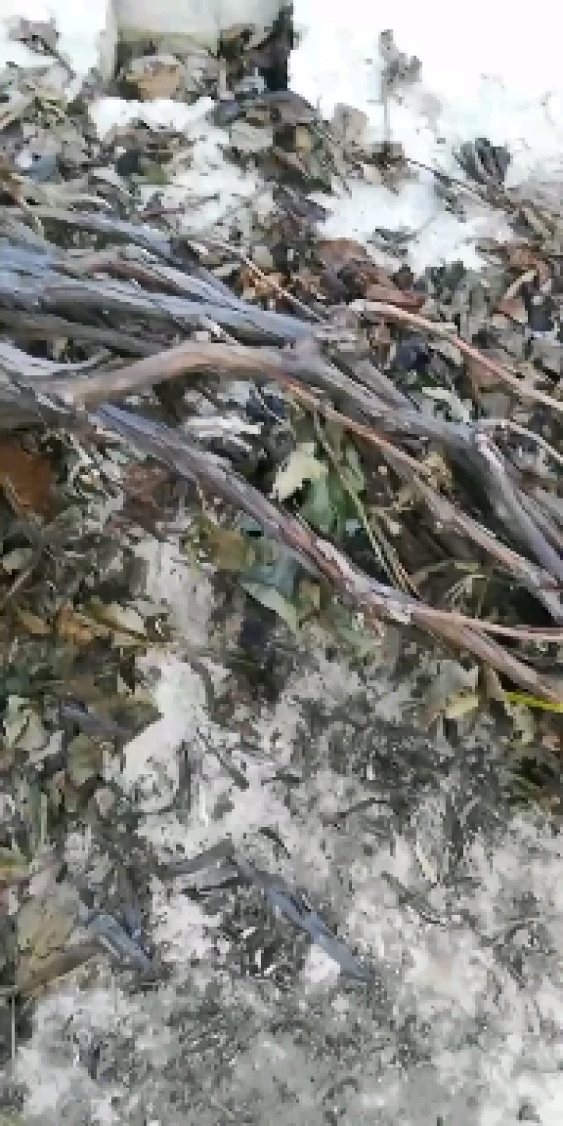精品密汁葡萄苗山葡萄苗贝达葡萄苗北冰红葡萄苗