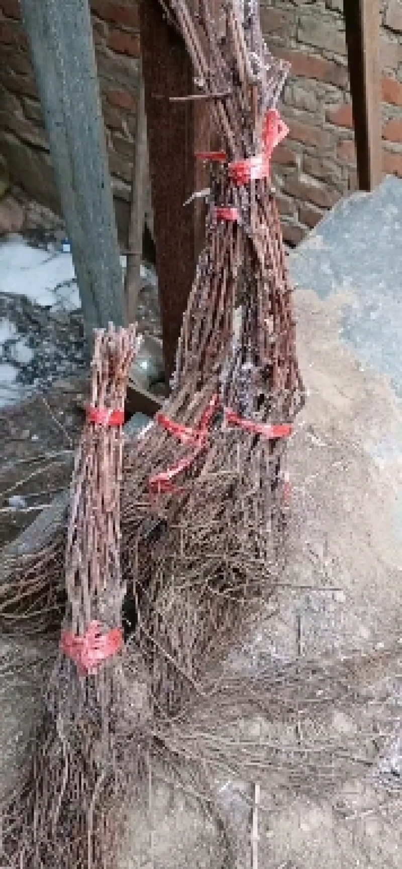 精品密汁葡萄苗山葡萄苗贝达葡萄苗北冰红葡萄苗