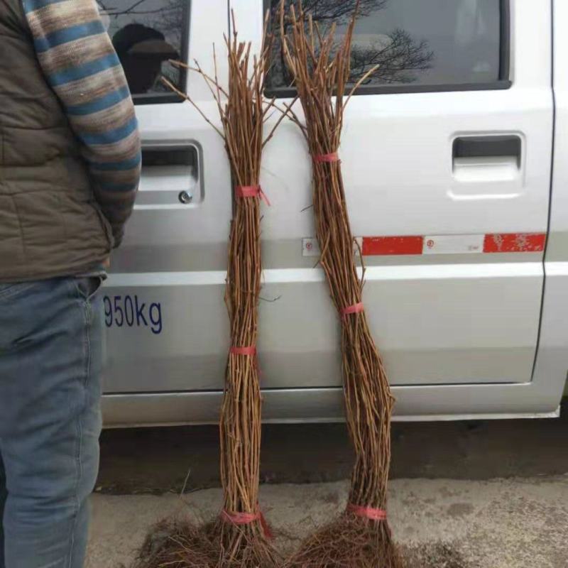精品密汁葡萄苗山葡萄苗贝达葡萄苗北冰红葡萄苗