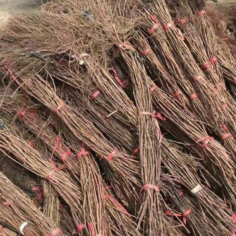 精品密汁葡萄苗山葡萄苗贝达葡萄苗北冰红葡萄苗