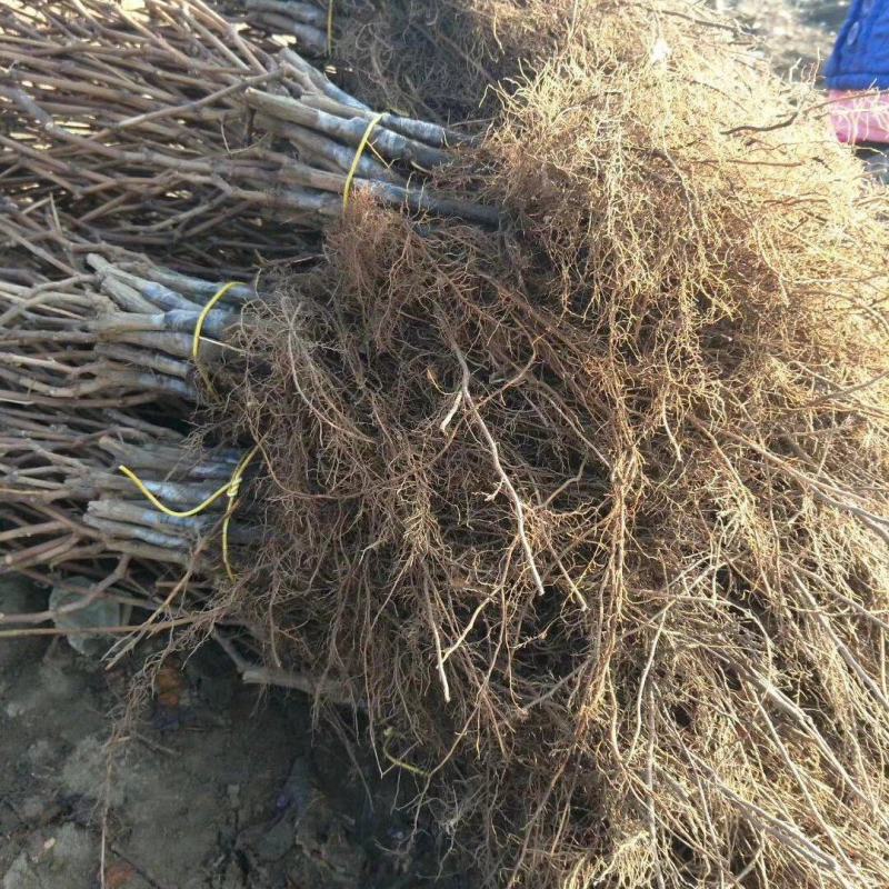 精品密汁葡萄苗山葡萄苗贝达葡萄苗北冰红葡萄苗