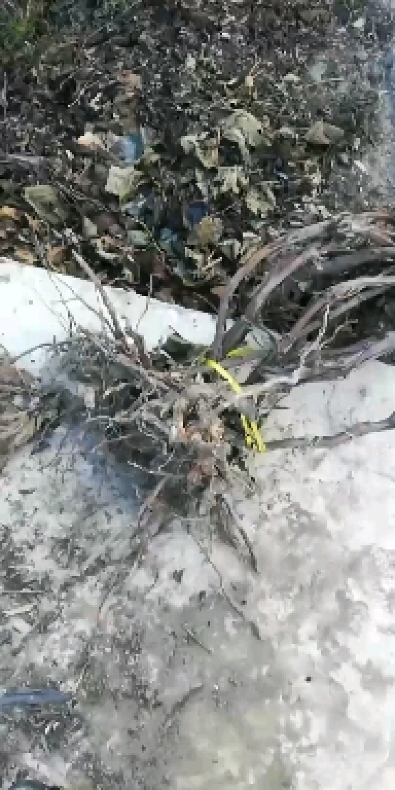 精品密汁葡萄苗山葡萄苗贝达葡萄苗北冰红葡萄苗