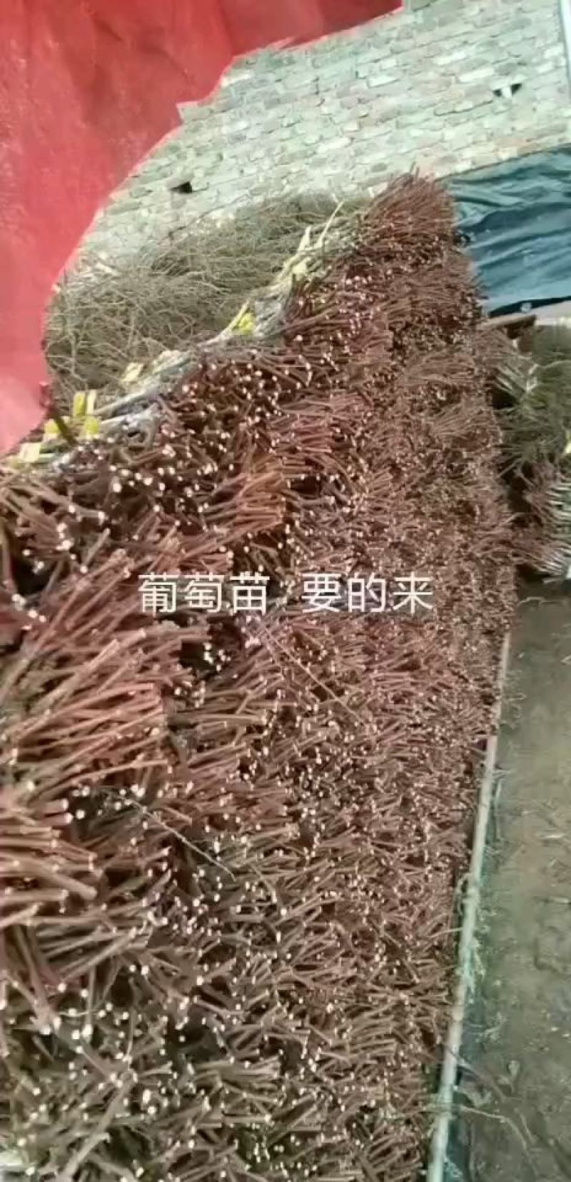 精品密汁葡萄苗山葡萄苗贝达葡萄苗北冰红葡萄苗