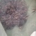 胭脂鱼苗，科学养殖，技术无忧，成活率高。