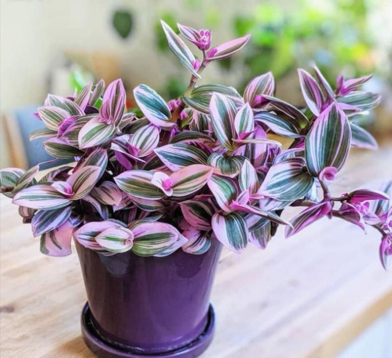 油画婚礼多肉植物批发吊兰花卉绿植盆栽室内阳台客厅好养观叶